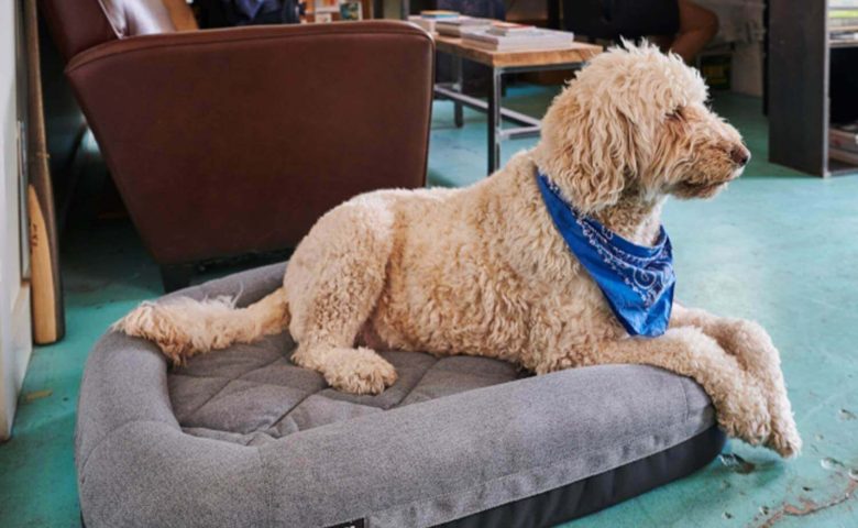 dog with bandana laying on yeti dog bed in office with man in background