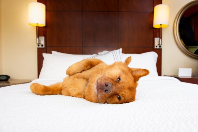 dog friendly hotels san antonio 6 768x512