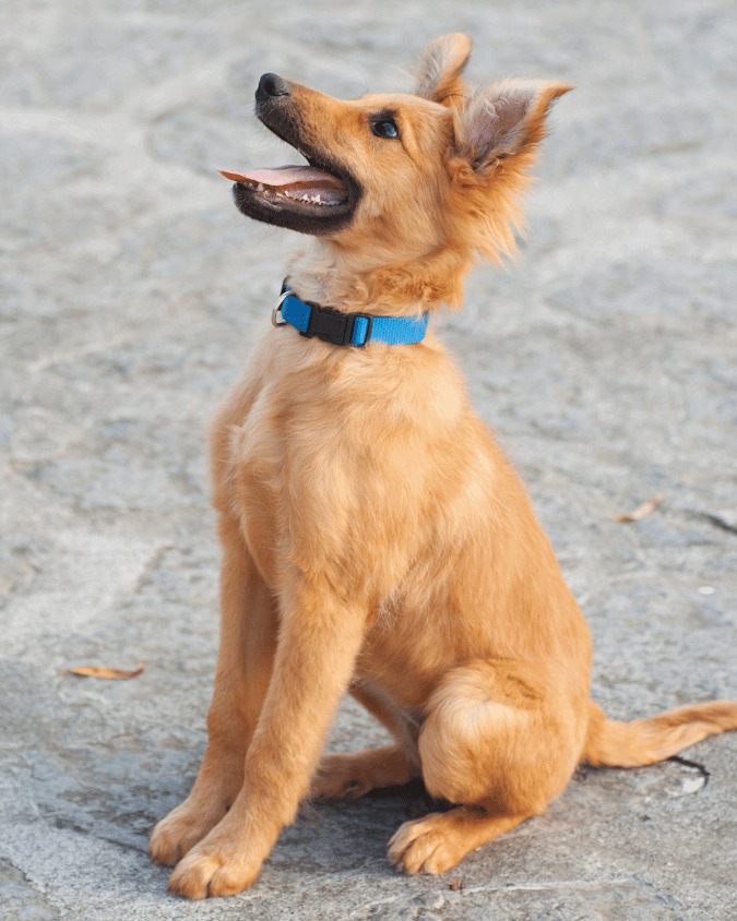 28 Best Dog Breeds for Hot Weather Months in San Antonio - The Dog ...