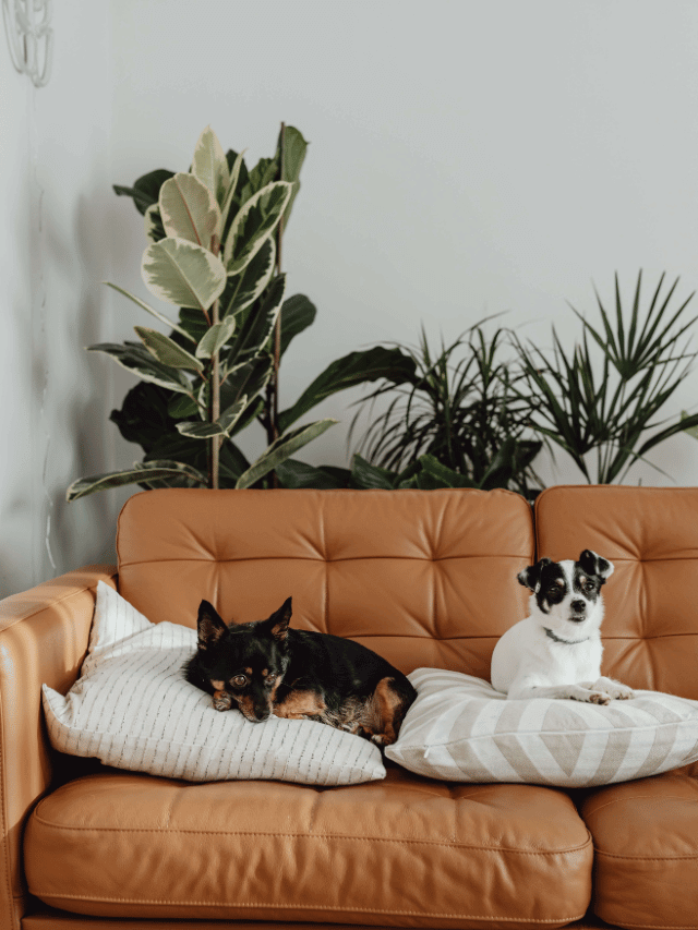 Dog-Friendly Houseplants