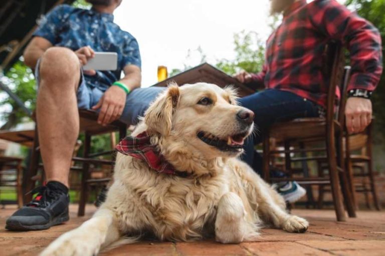 the dog guide san antonio brewery 1 768x512