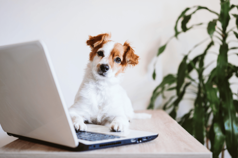 online dog business san antonio 8 768x512