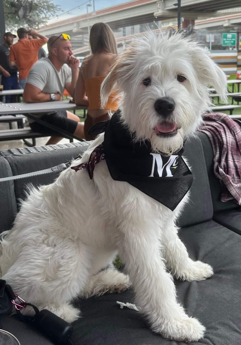 mcintyres san antonio 4 768x1100