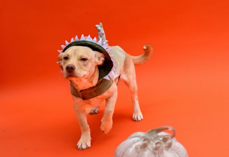 DD9057FA 5CFB 46D9 8B86 3FAECA23B511 768x527