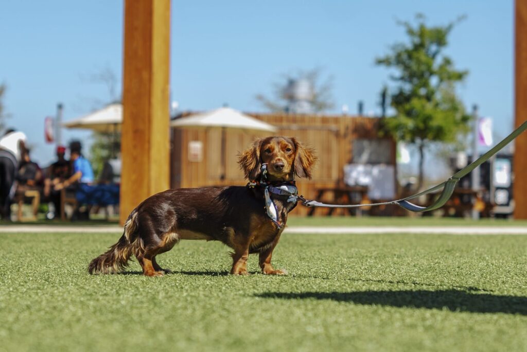 brown weiner dog on leash standing on green turf on a sunny day with clear blue sky above