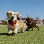 Two weiner dogs running on green grass facing camera with blue sky in background