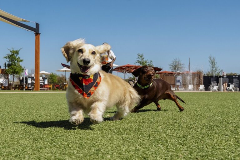 Two weiner dogs running on green grass facing camera with blue sky in background