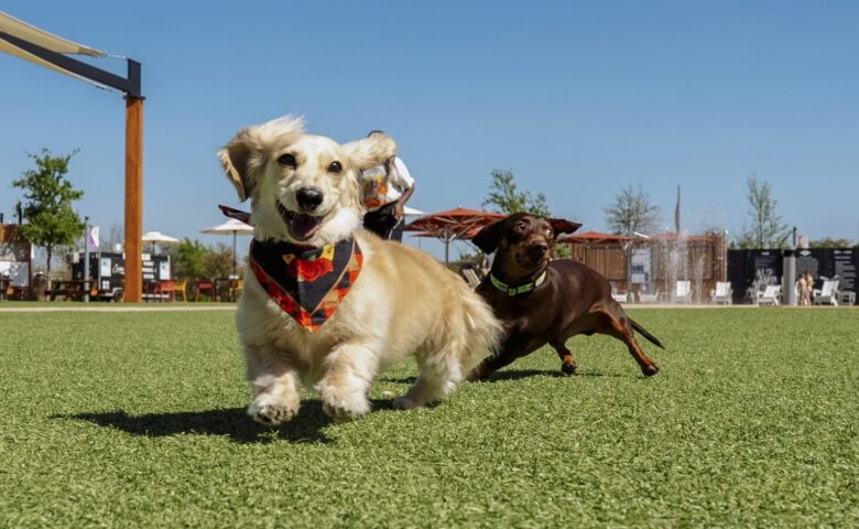 Two weiner dogs running on green grass facing camera with blue sky in background