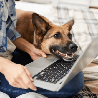 german-shepherd-dog-looking-at-laptop (1)