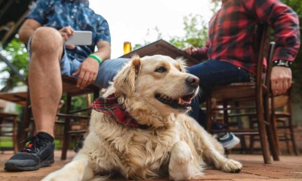 dog sitting on outdoor patio with men in background
